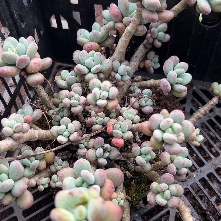 苹果美人。