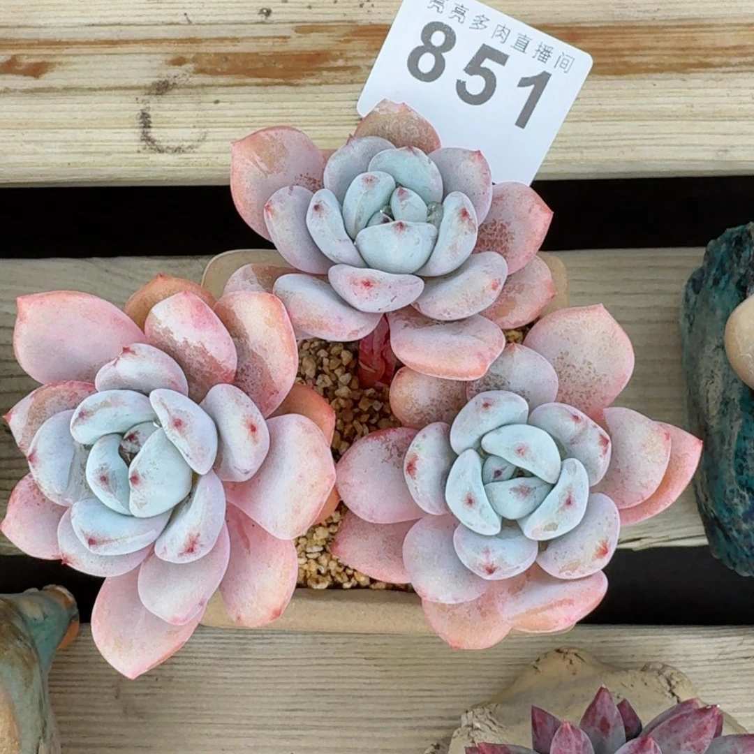 星星雪      愿你一路坦途，乘风破浪展宏图