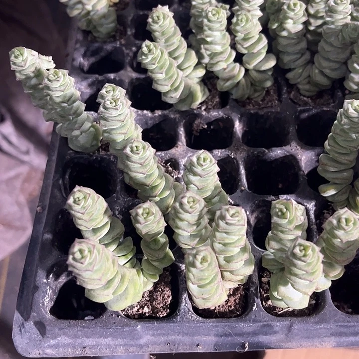 两元三颗小钱串群
