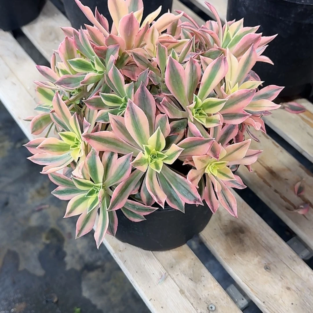 【闪购商品】?****法师多肉