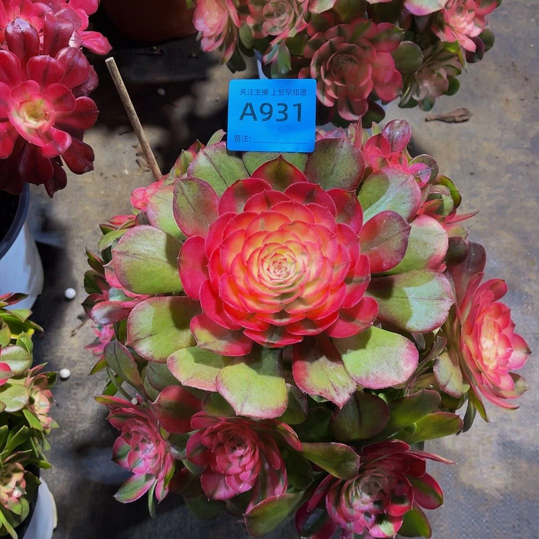 荔枝931拖土发货