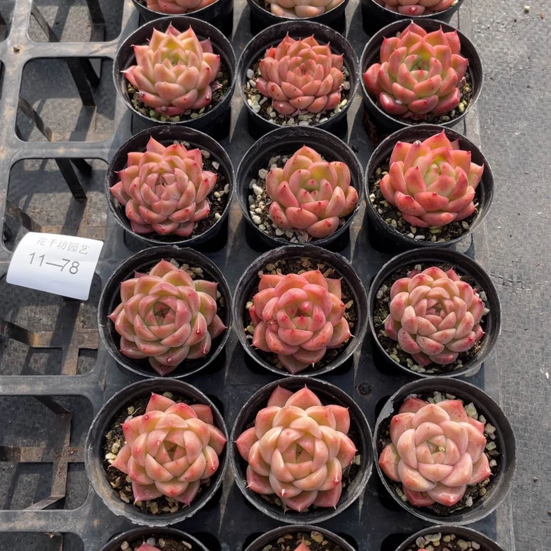 一物一拍18棵11-78