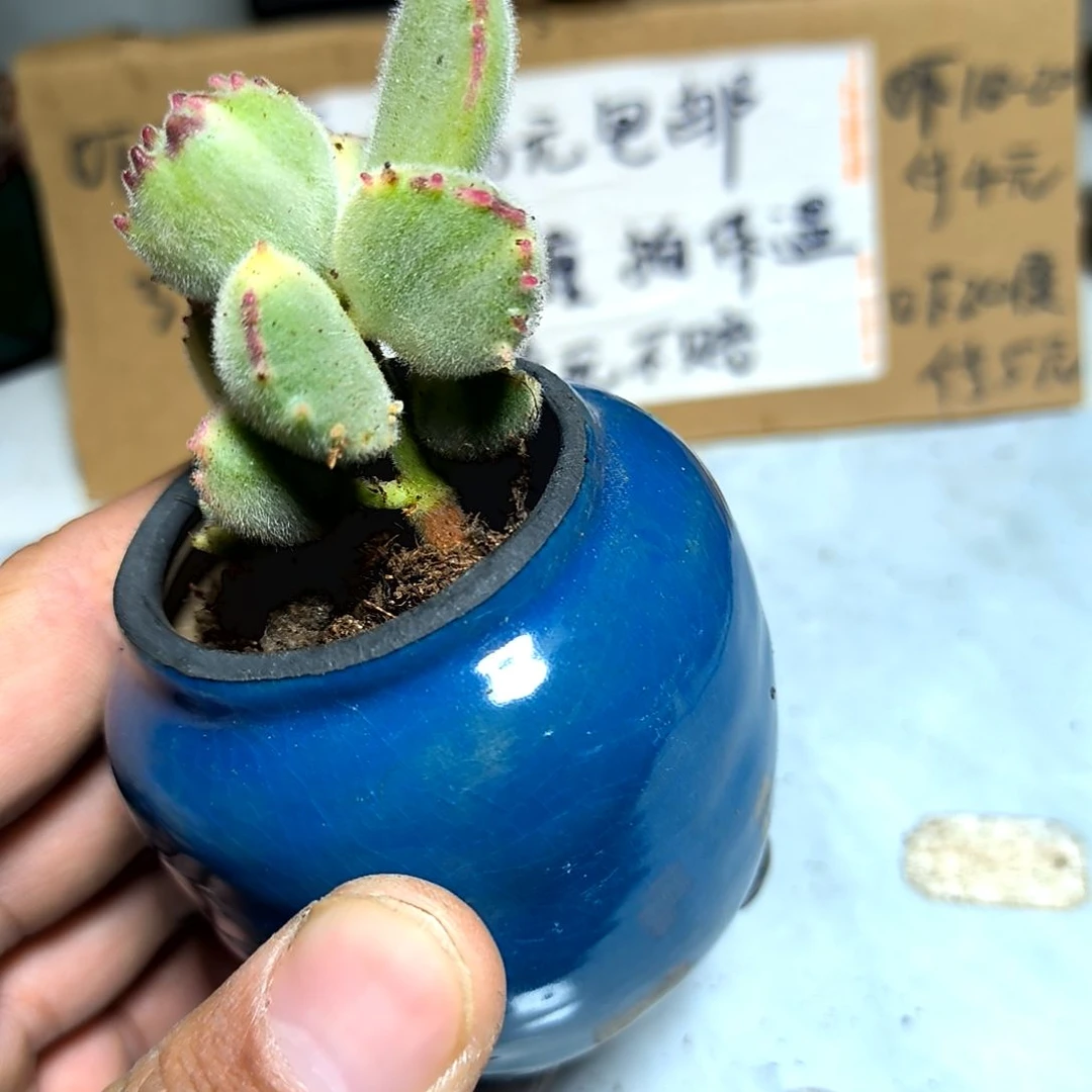 满6元包邮，白熊一颗