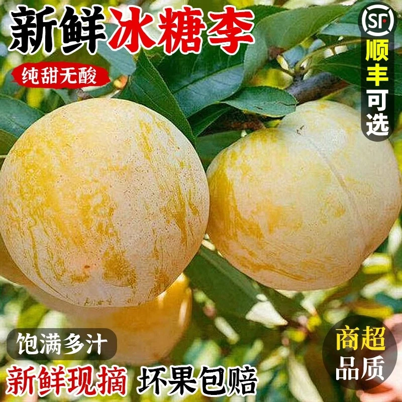 【果肉纯甜】四川汉源高山冰糖桃花李孕妇当季新鲜水果黄金奈李子