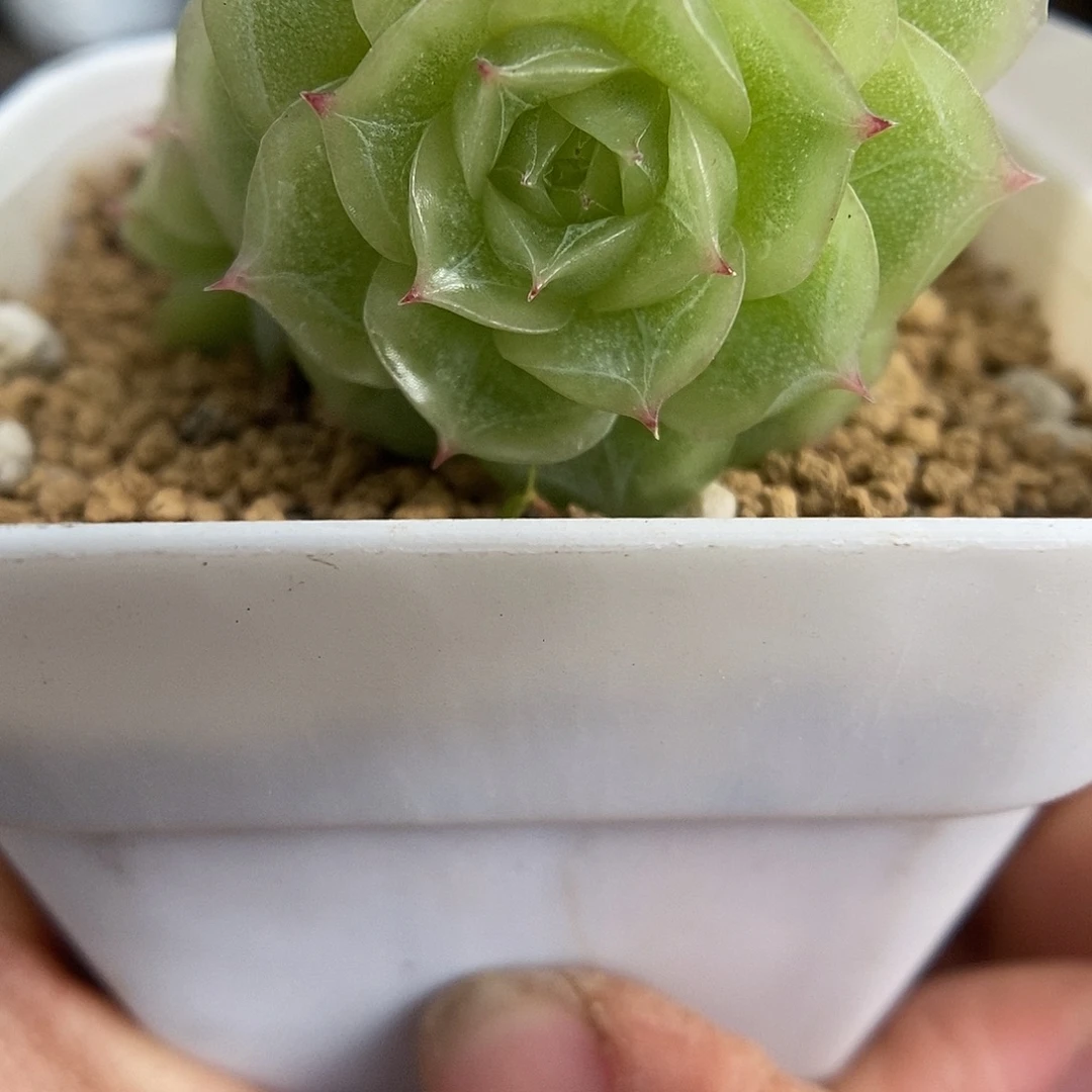 一物一拍一物一拍103-212