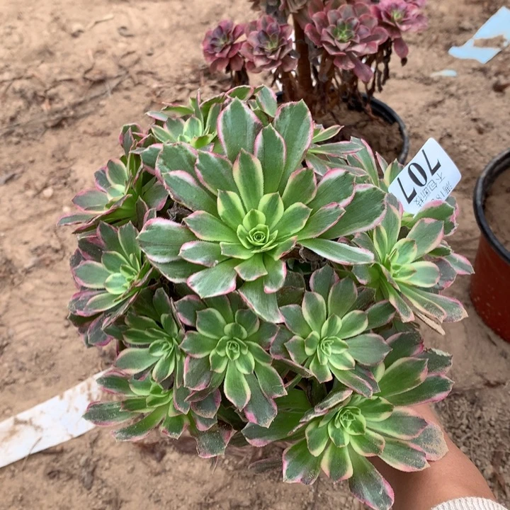 707安娜手捧2号棚