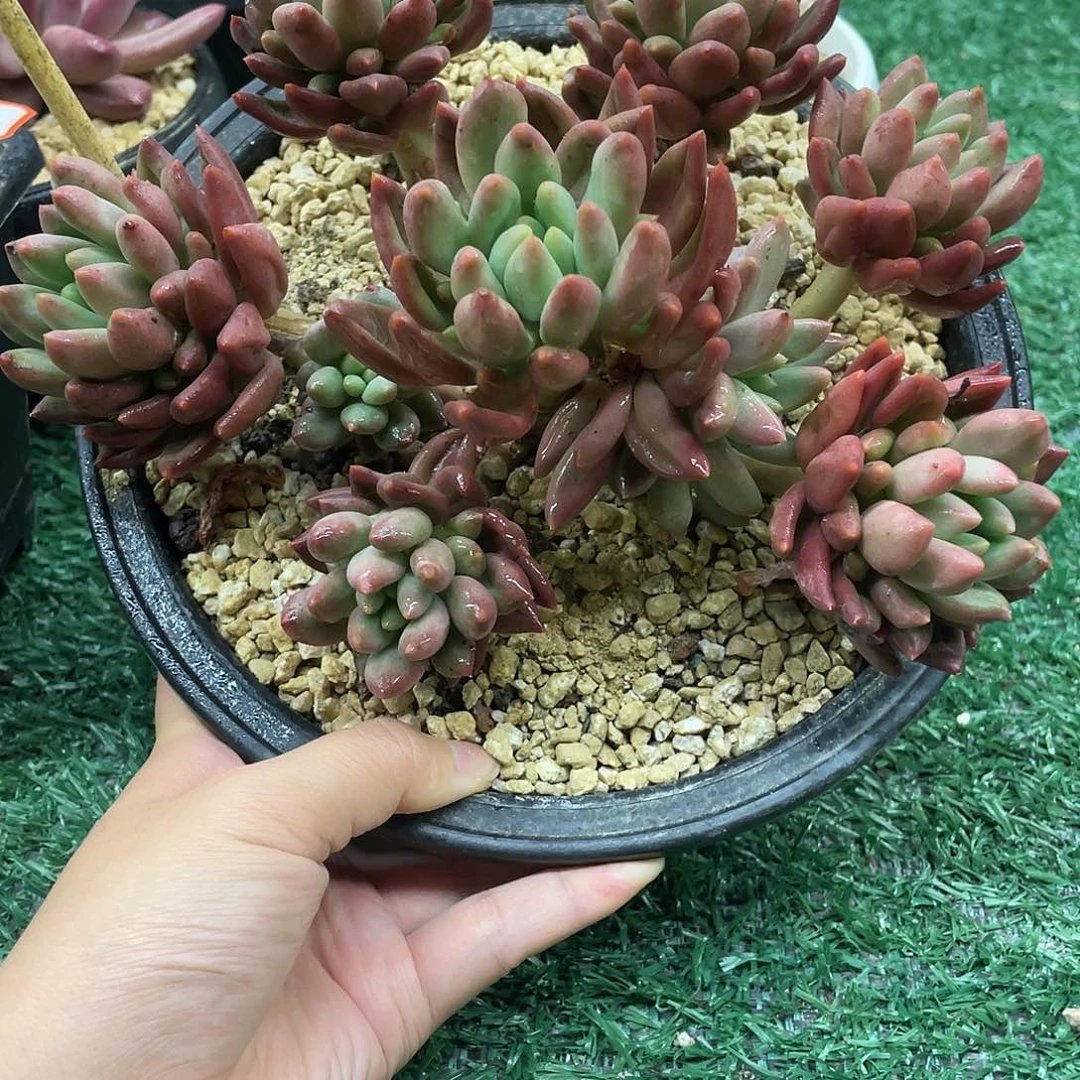 141一起一一拍一拍