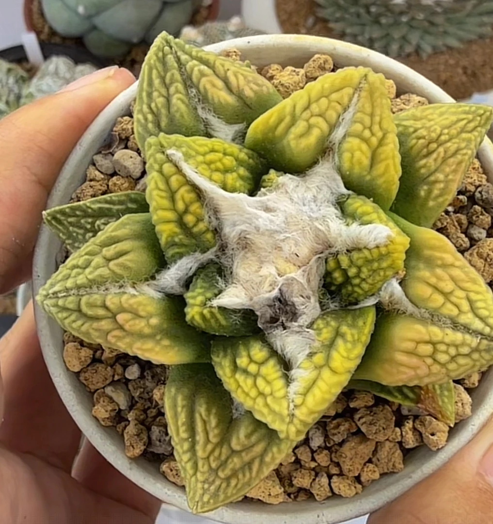 实生的黄龟甲超美