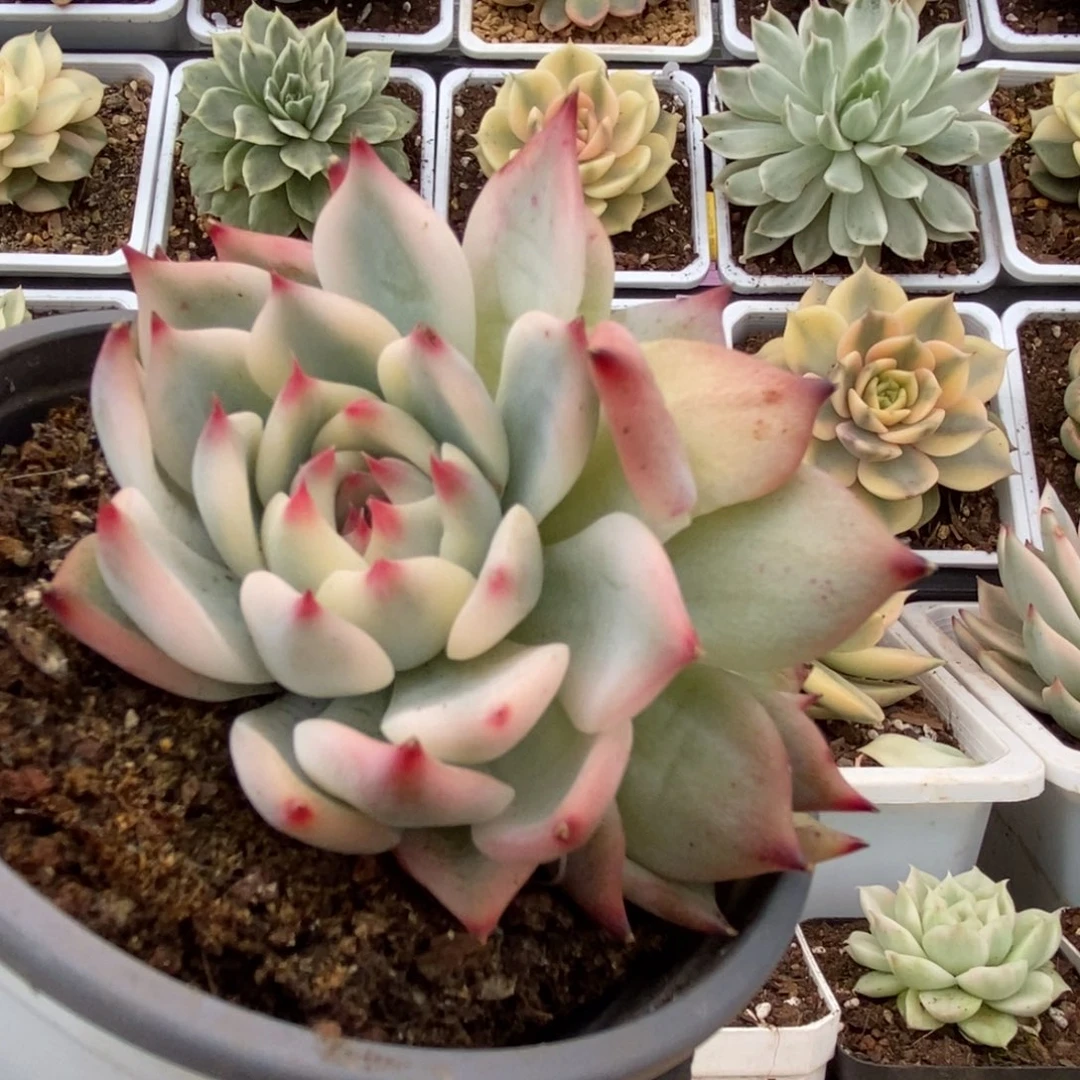 307锦锦锦锦锦锦锦锦锦