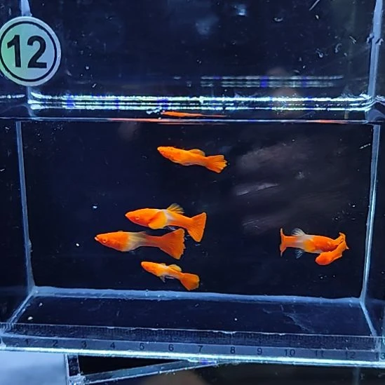 孔雀鱼红头双分水三对