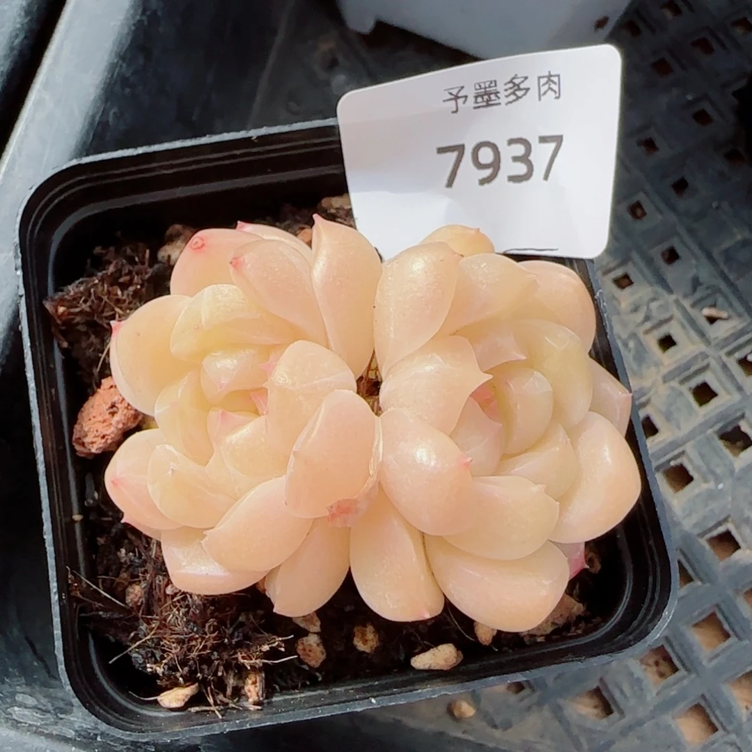 倾城珍妮，7937多肉植物