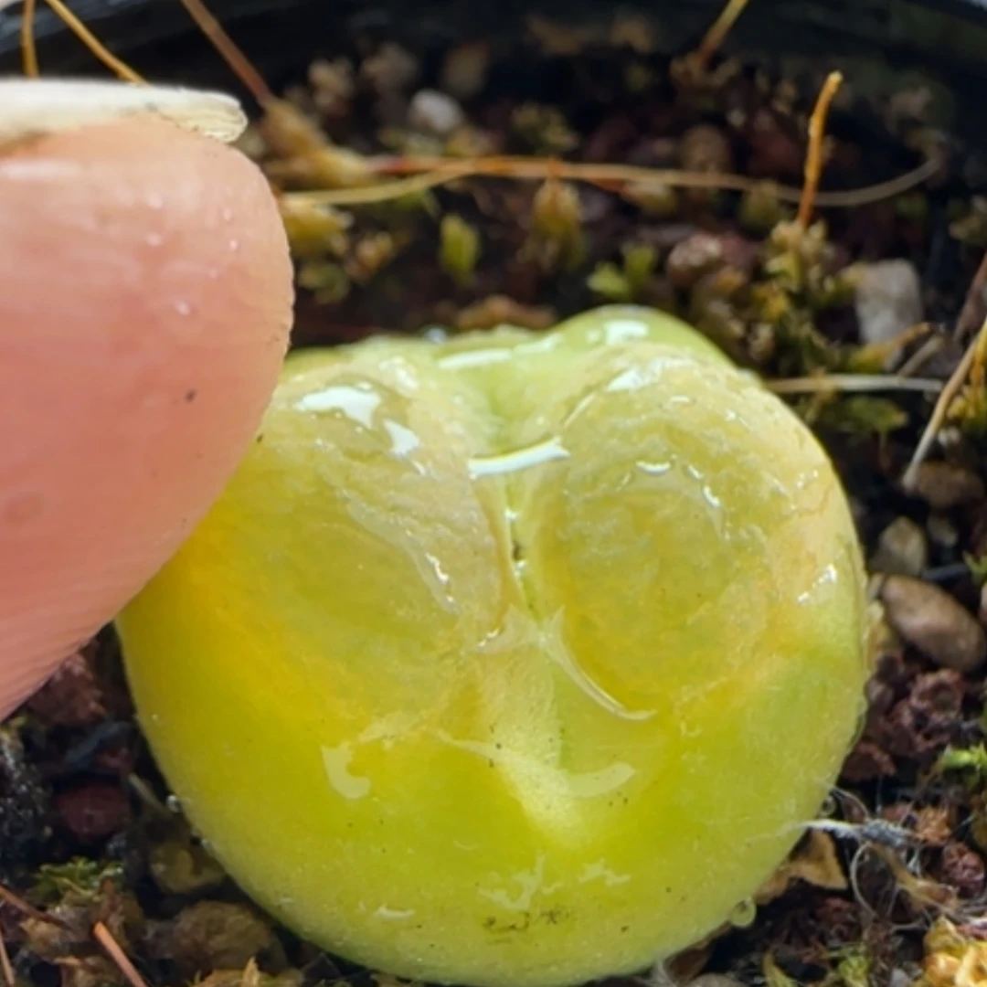 【闪购商品】13582二十八包邮非偏远