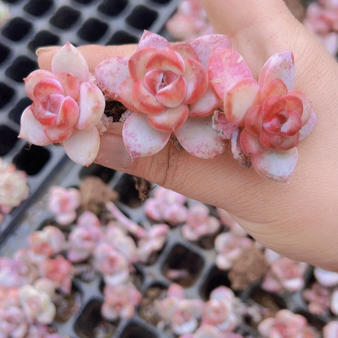 溏心星星雪苗3个19包邮