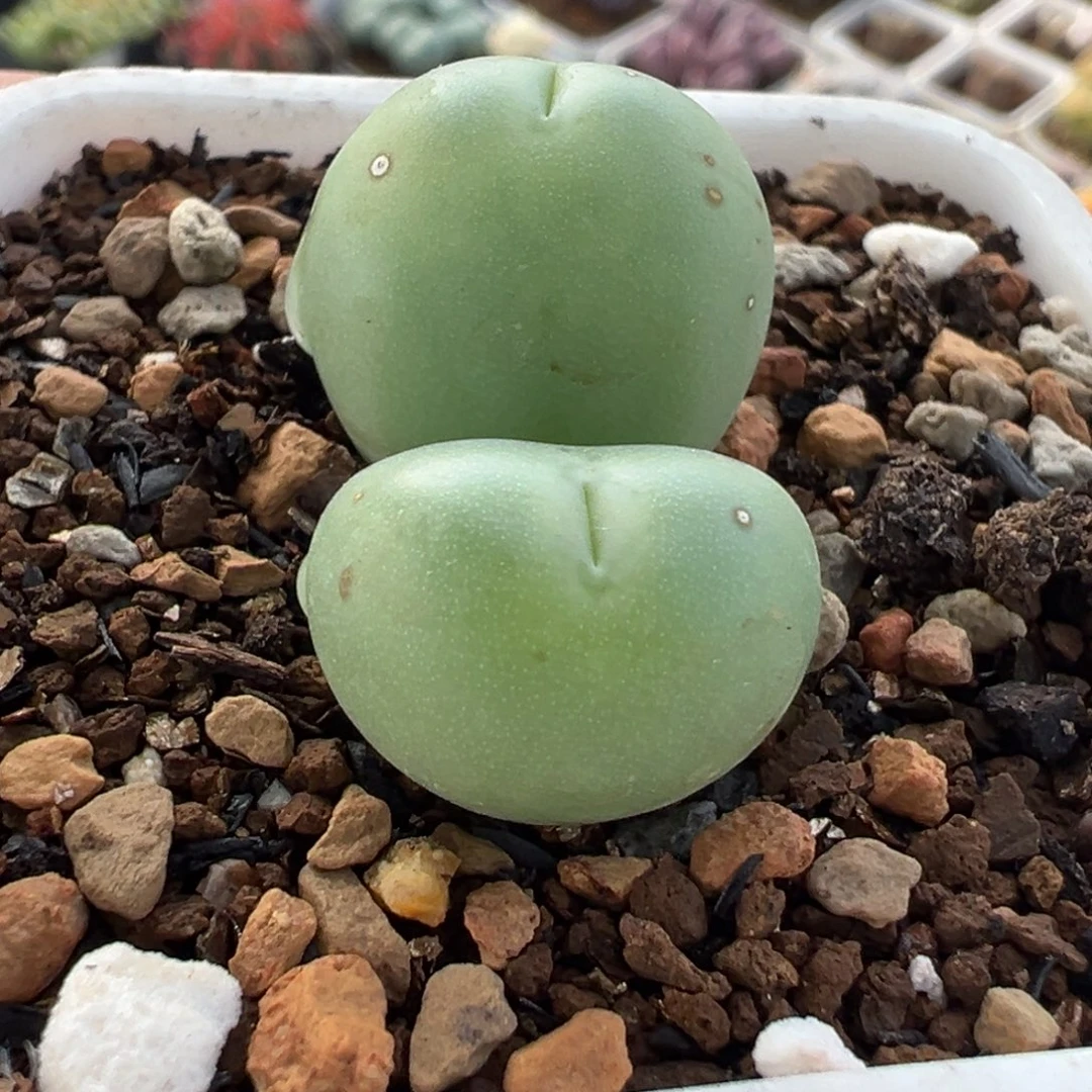 爱心奶拳多肉植物盆栽