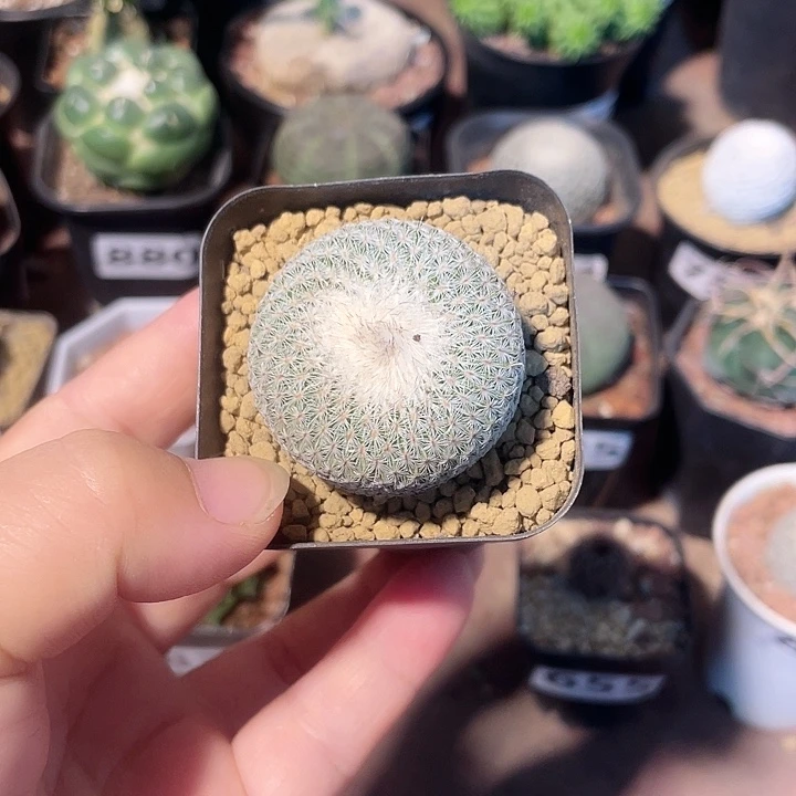 890月世界仙人球植物