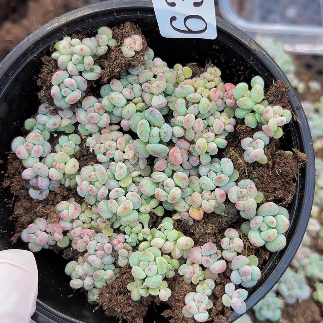 多肉植物多肉植物636