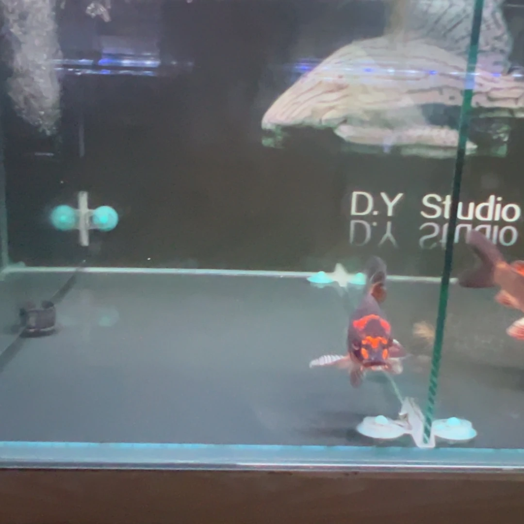 蝴蝶鲤努*蝴蝶鲤