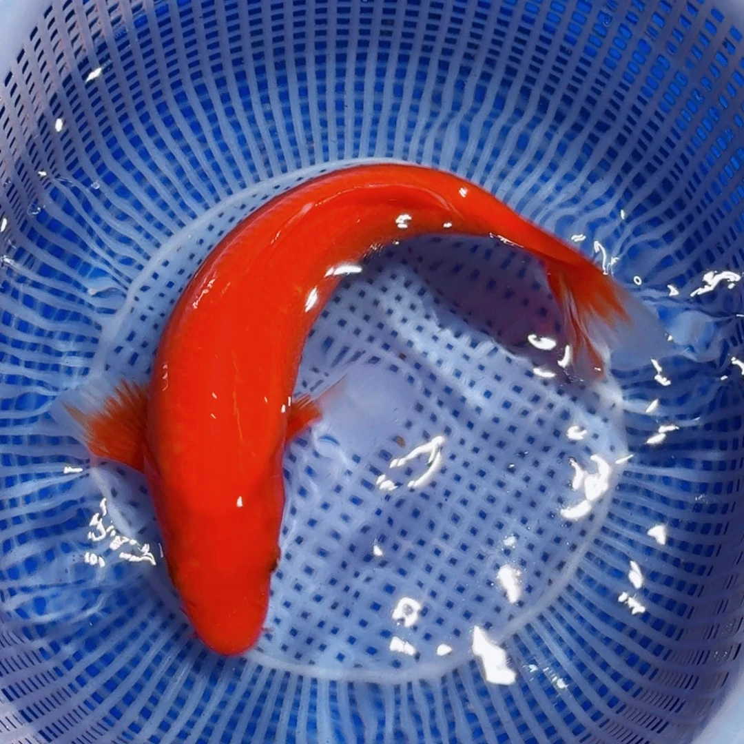 锦鲤精品甄选血统锦鲤