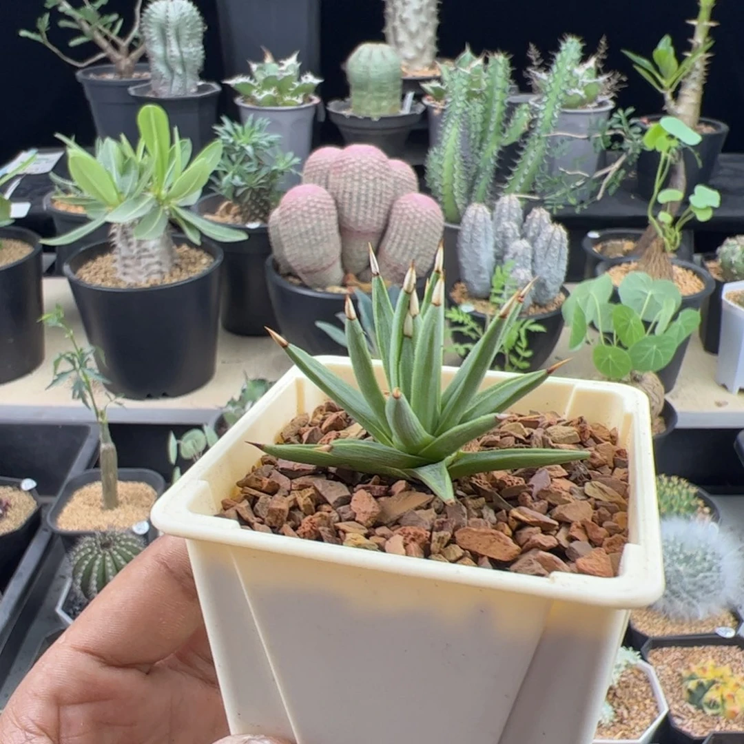 棉花糖龙舌兰一物一拍脱土发