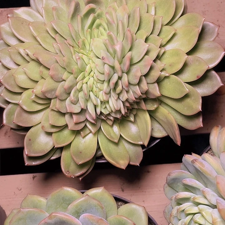 陈***老不用来咯哦啦啊哟