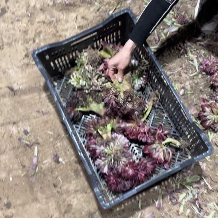 西*瓜编号001一筐处理断头缀化