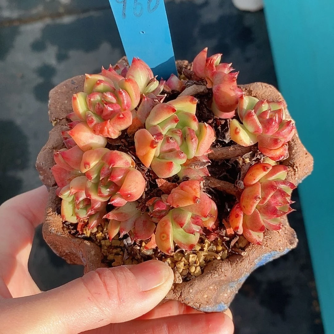 960多肉植物老桩