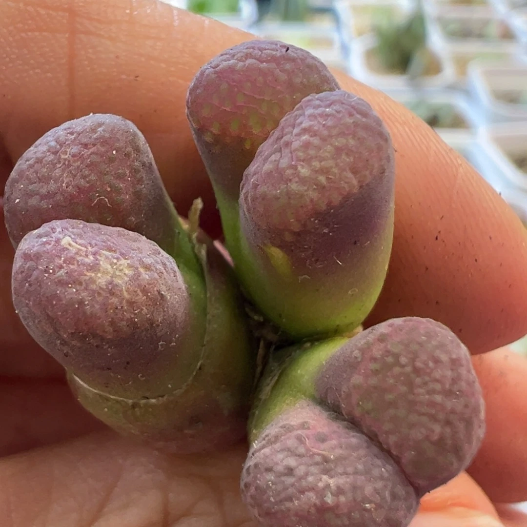 特殊窗 肉锥植物