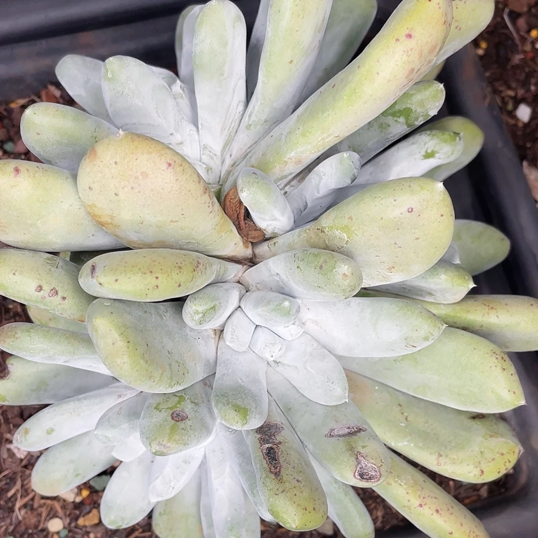 拇指多头大老桩1707