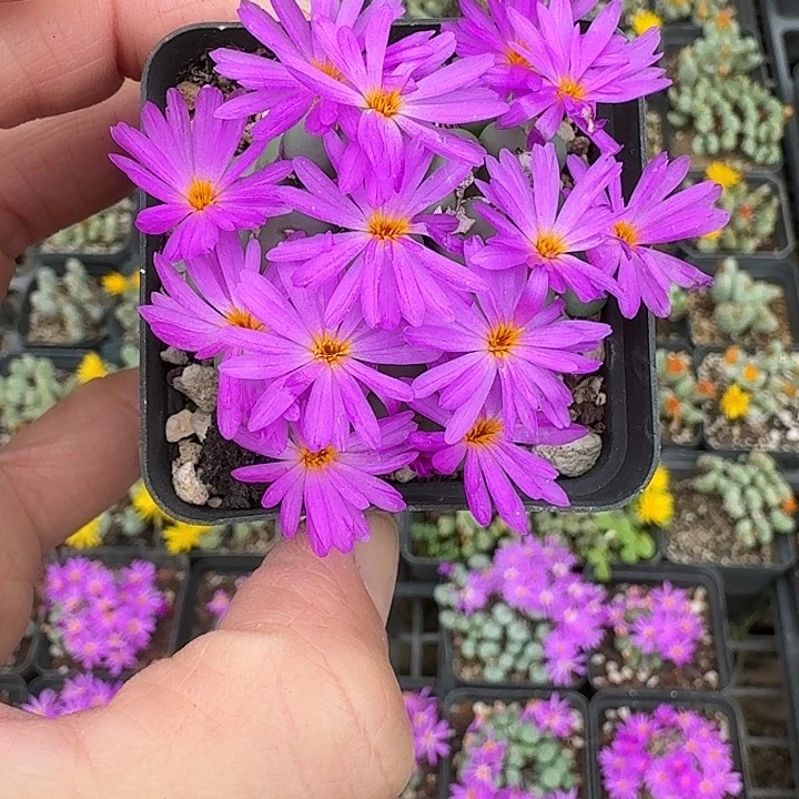 轩***然密密麻麻吗吗吗156