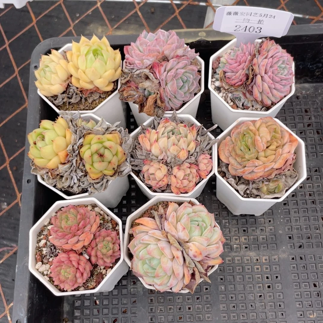 薇薇安园艺多肉2403