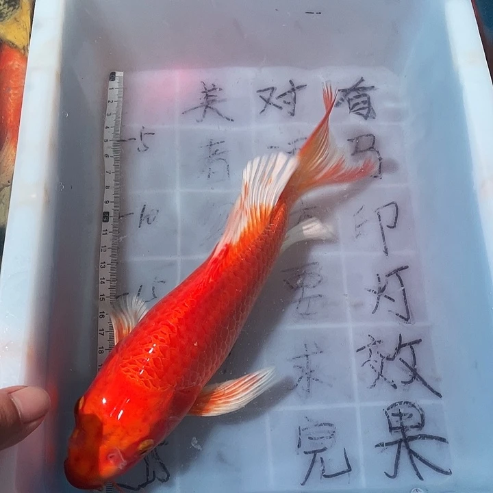 蝴蝶鲤鱼渔场直发32