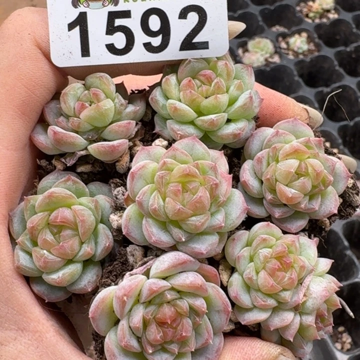 无花朵多肉植物多肉植物