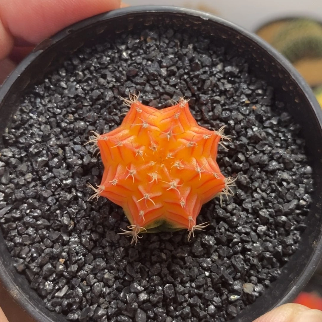精品米哈—脱土发货24