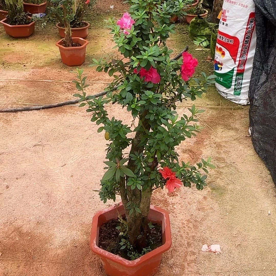 幸***！无花朵杜鹃盆景老桩