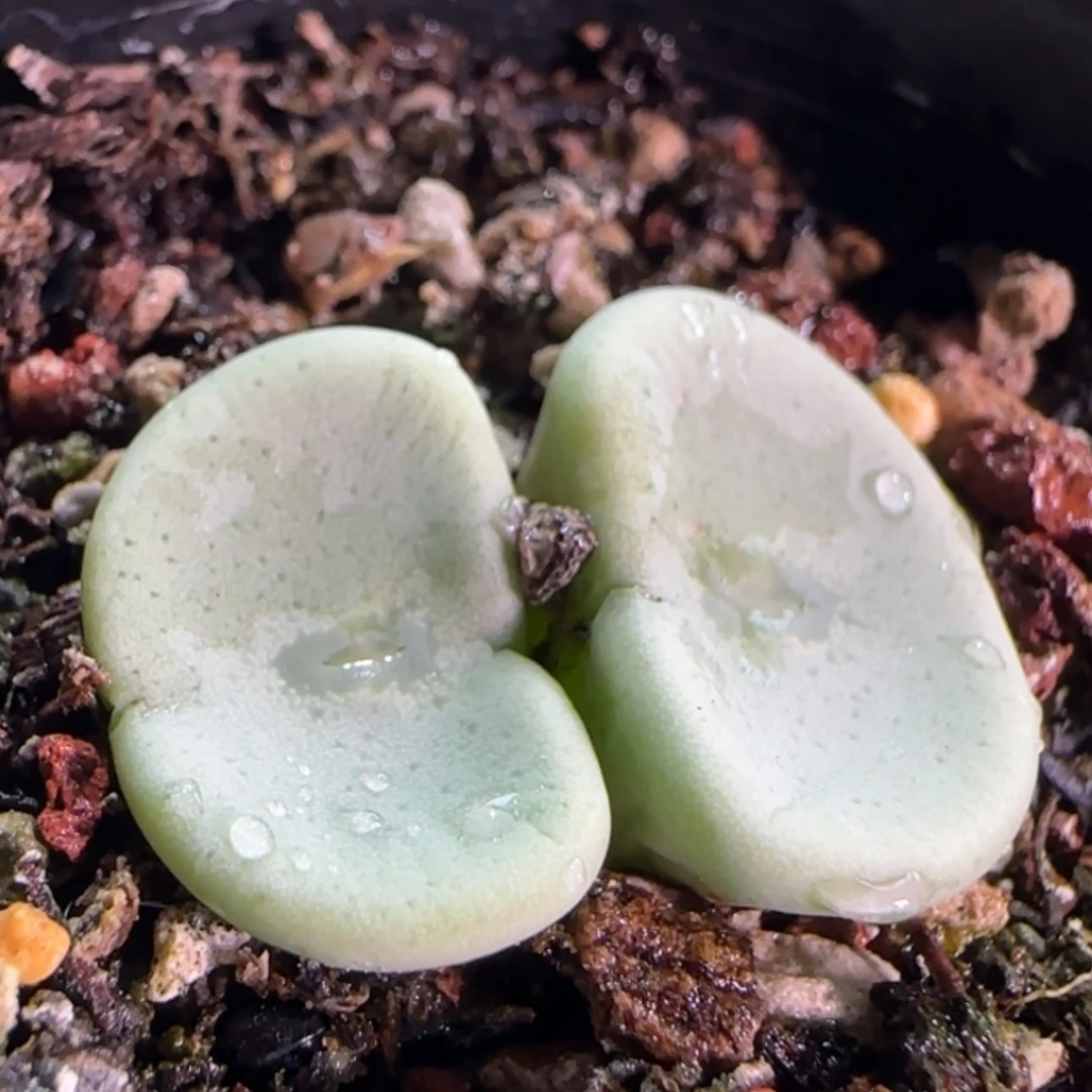 【闪购商品】18635