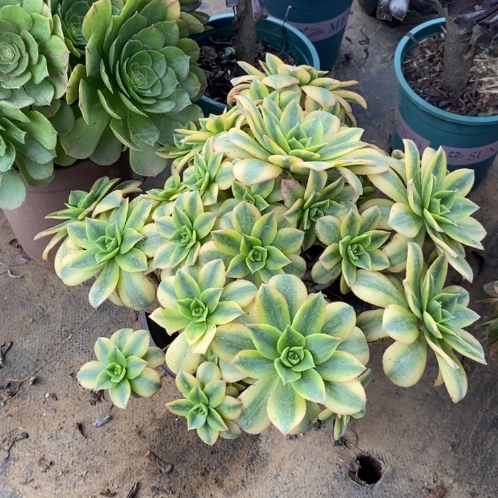 星爆多肉植物079。