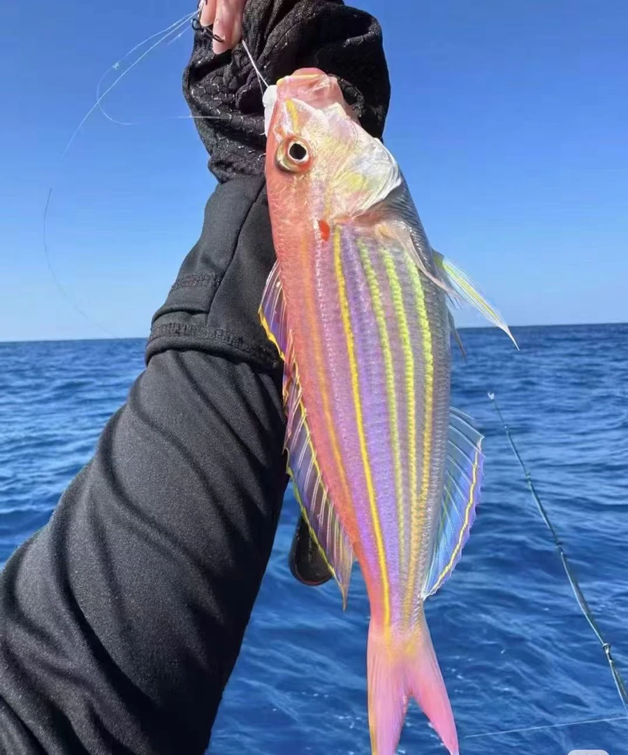 东山岛海钓金线鱼 顺丰发货新鲜到家