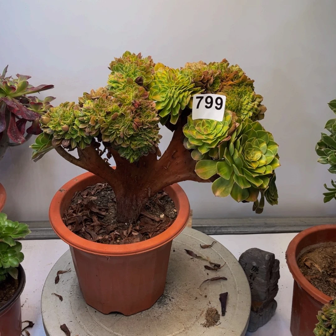 多肉植物抹茶缀799