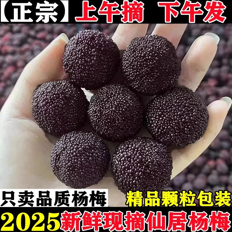 【特甜】仙居荸荠黑炭杨梅新鲜水果2025当季整箱6斤现摘现发荸荠杨梅鲜果浙江省