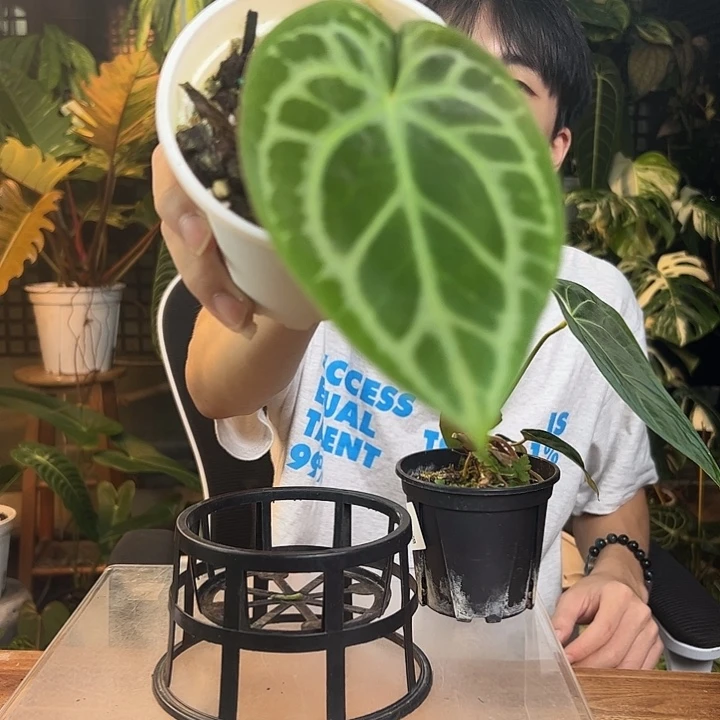 风****完全开放一物一拍Q155