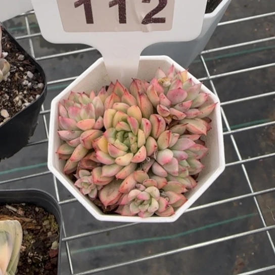 112 一物一拍多肉