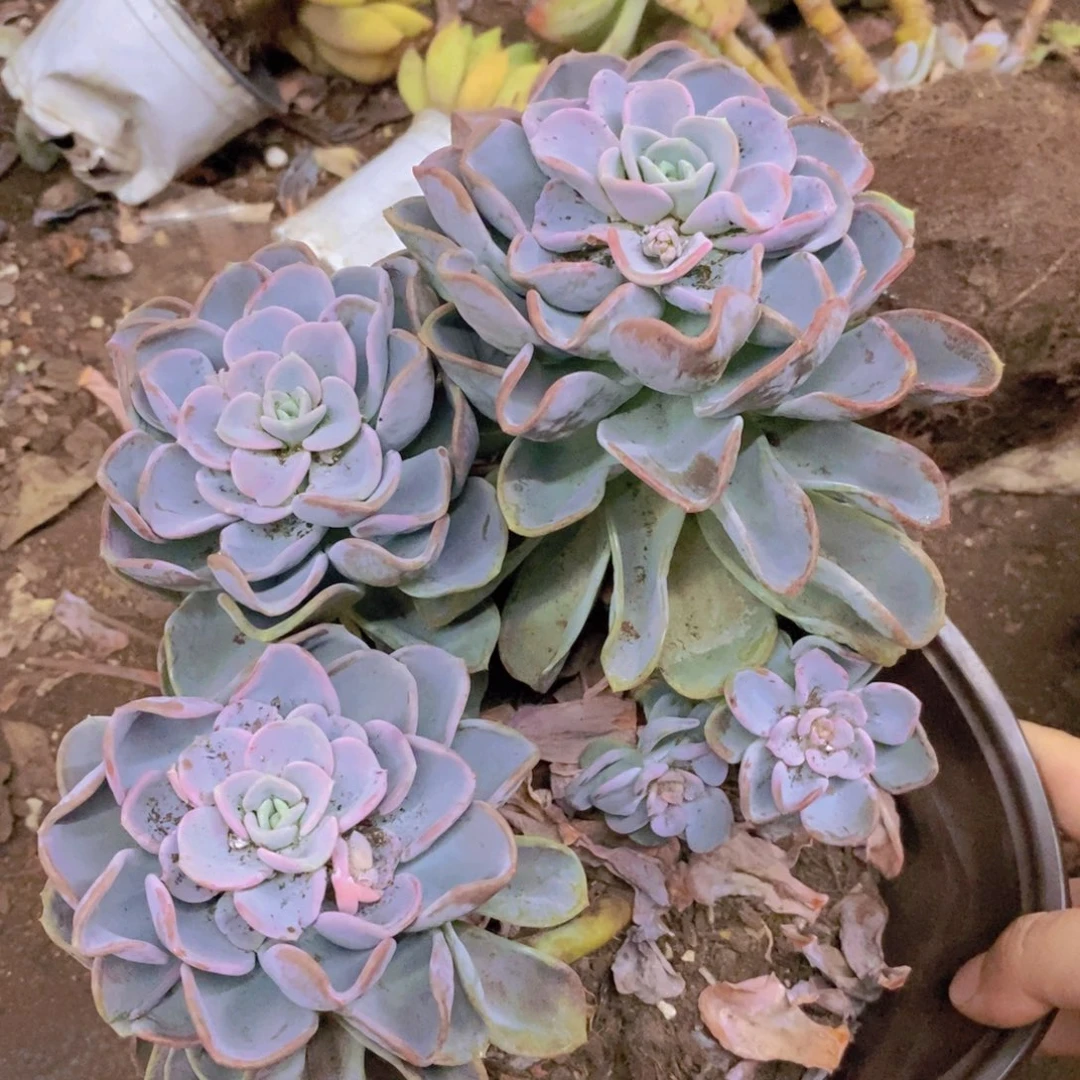 美尻三头起发大盆，230杯