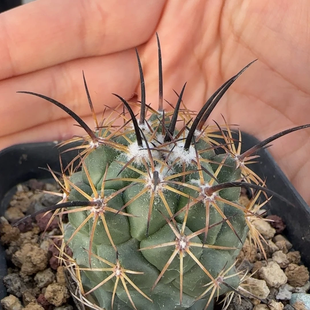 015实生枪骑士多肉3.4