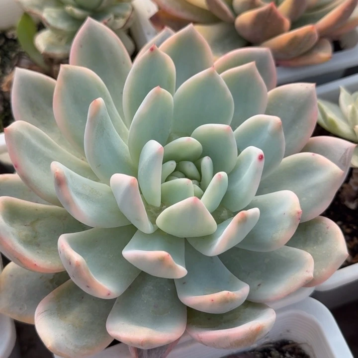 梦露锦多肉植物一物一拍