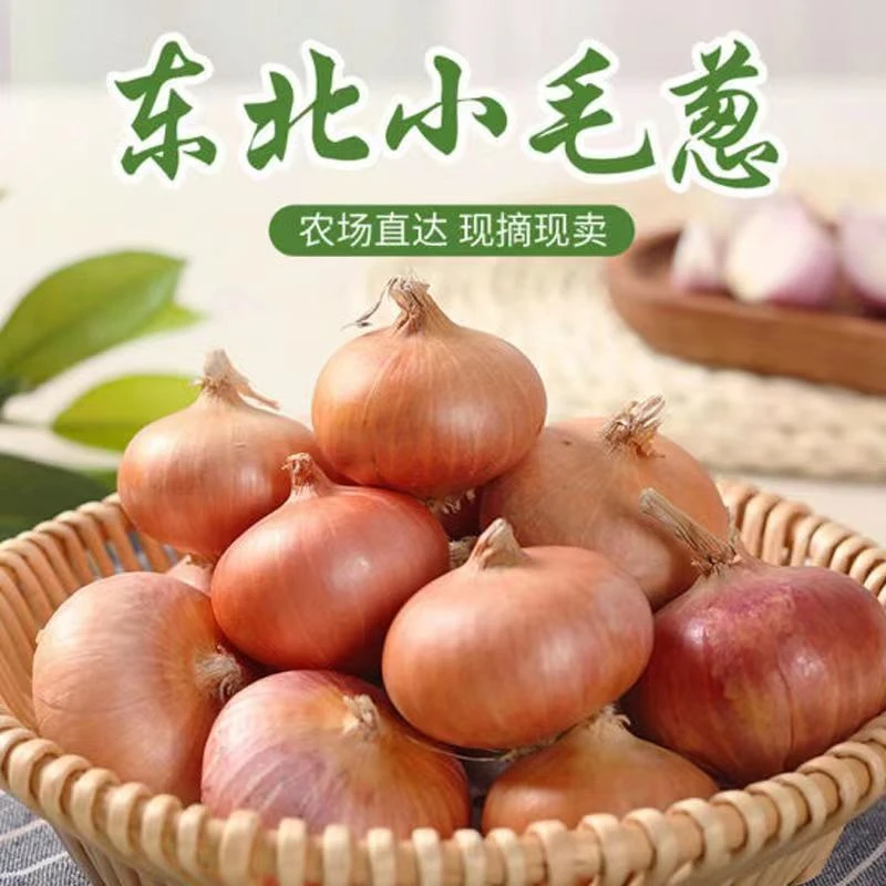 东北毛葱小笨洋葱鬼子葱包邮
