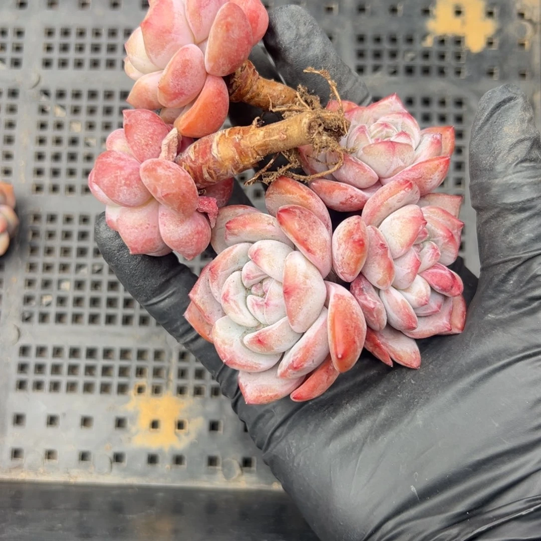 大*?三个肉肉0000000000000000