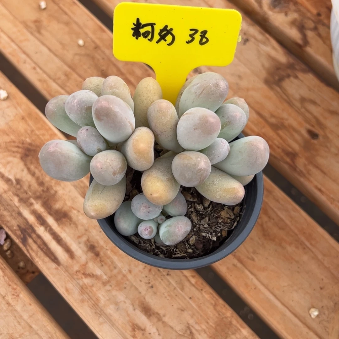 米可奶38。