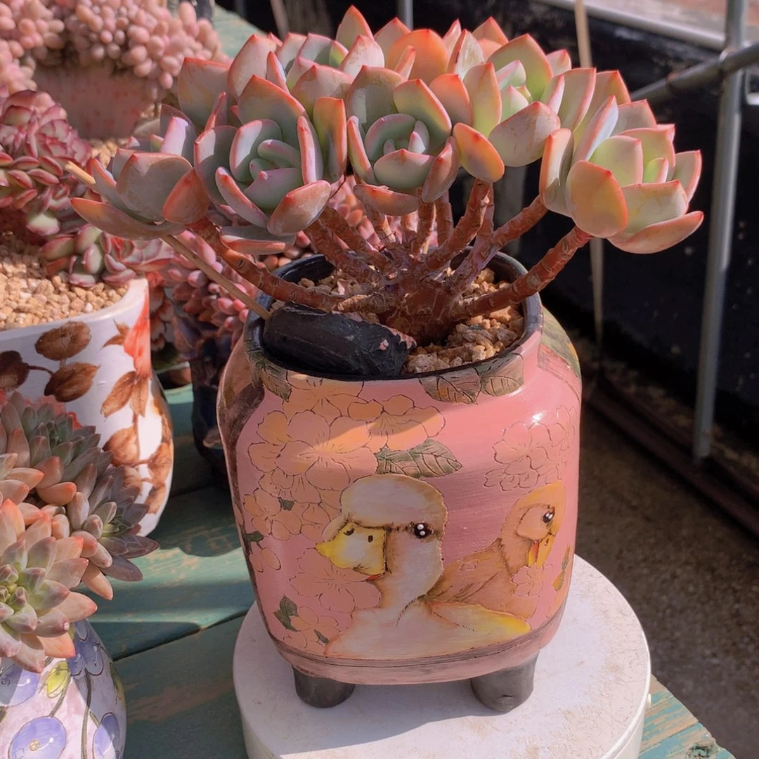 白月光朵朵无砍自然群