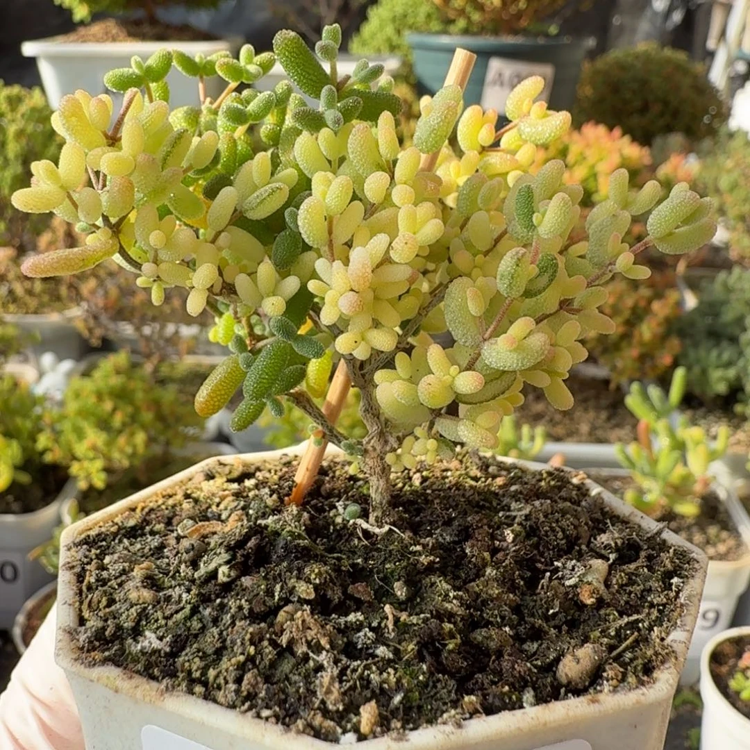 A779米粒阴阳拉丝锦