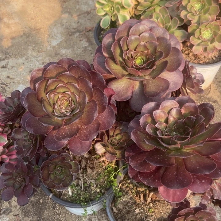 魅金玫瑰三颗组多肉植物量